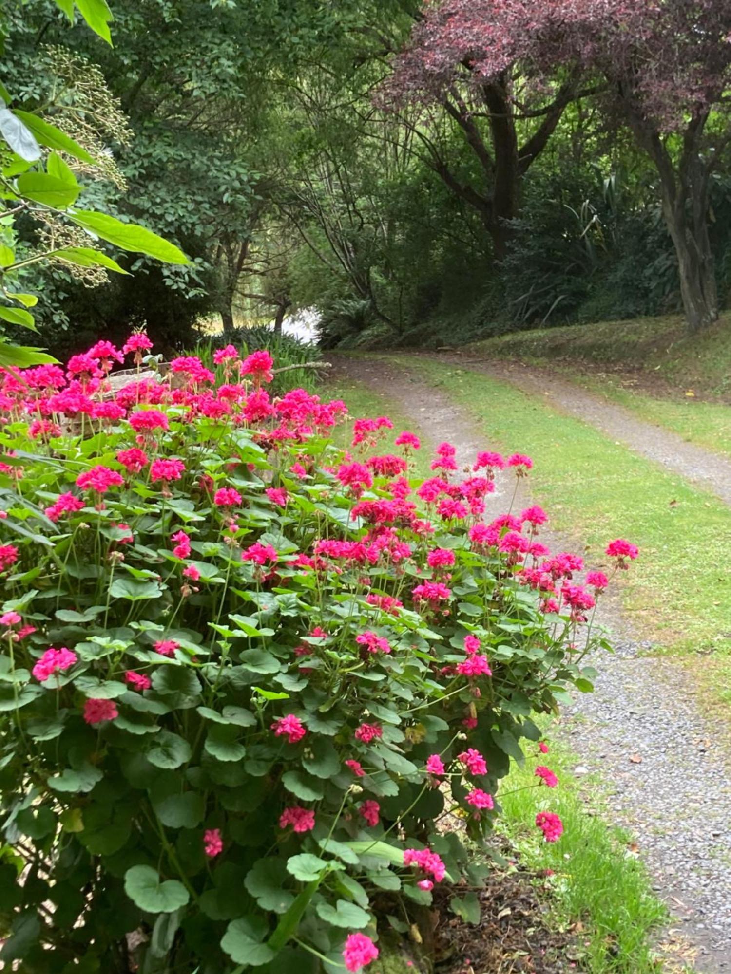 Arden Country House Bnb - Entire House To Yourself -Peace In The Country Dunedin Dış mekan fotoğraf